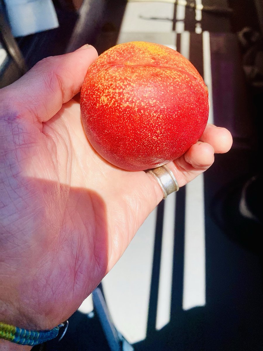 cpacpac1's tweet photo. 大好物！
購入時から赤かったけれど少し硬く、酸味も残り、追熟で甘さも柔らかさも最高潮！
冷やしてベランダでパクリ！
至福である
1口食べれば、中身は🍠くらい黄色いの

追熟は風通しの良い室内に放置するだけ。急ぐ人は🍎と一緒に紙袋などに。

🍉と一緒で冷やし過ぎ注意
#ネクタリン

・追熟名人 https://t.co/QNFBPZEMCx
