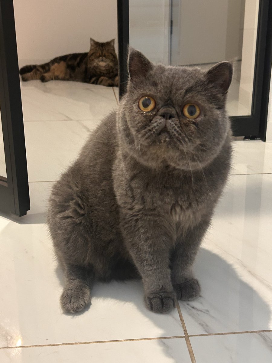 46condor's tweet photo. ﾑｯﾁﾘﾈｺﾐﾃ https://t.co/lLa8MELDR4
