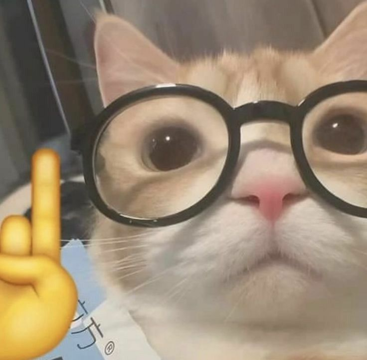 SillyKitty_x3's tweet photo. quão "nerd" você é?
usa óculos: não, mas acho que vou precisar
usa aparelho:❌
lê quadrinhos:❌
ouve música japonesa: bastante até
lê ou assiste anime: asveis
gosta de fnaf: depende-
joga lol: não🙏
joga genshin: não💔
bom de exatas: sou boa nem de humanas-
faz ou lê fanfic:🤨 https://t.co/5WcdLI7BpM