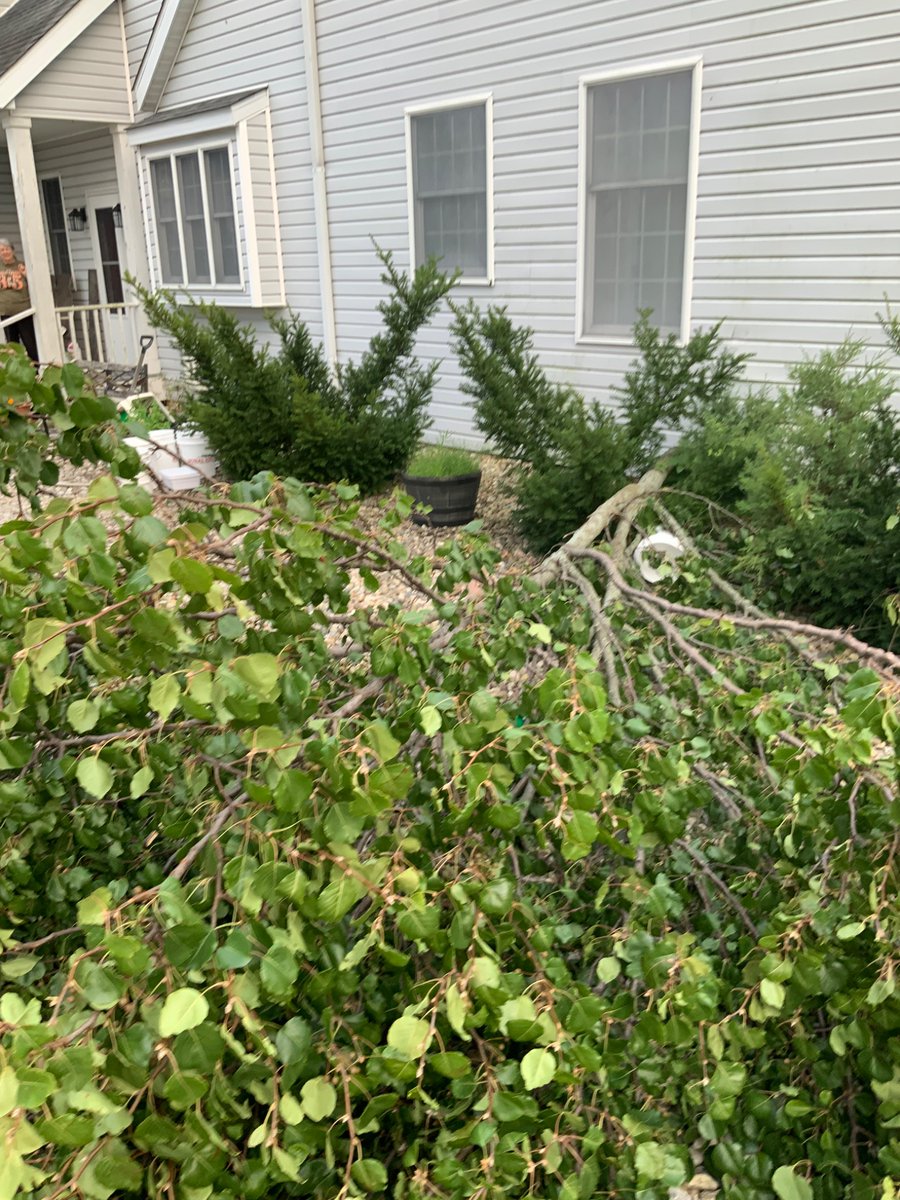 IRinartz's tweet photo. Lots of tree damage in south martinsville Illinois from yesterday evening’s storms. This is 1 mile south of the martinsville Illinois fairgrounds. The time these pictures were taken was at 6:34 pm central time today  #ilwx @NWSLincolnIL https://t.co/QUwiSKWASb