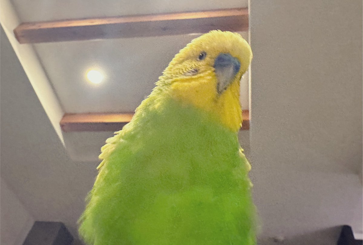 pinopinyotorida's tweet photo. もふい巨塔
#セキセイインコ #インコ #ぴの #鳥 https://t.co/uMKyiRg6JS