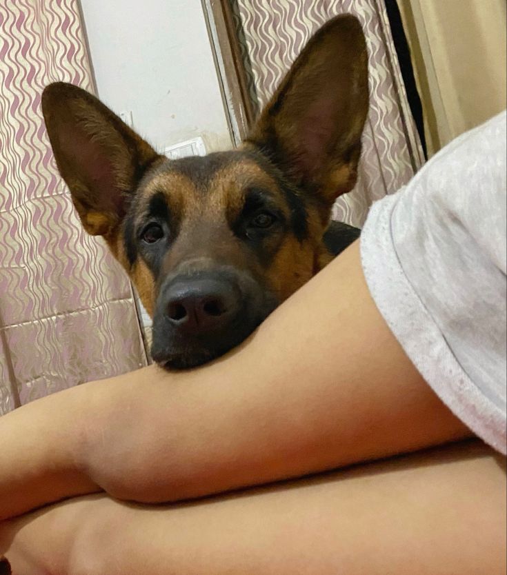 KatePaws2's tweet photo. You think the love I gat for my🐕 K9 is fake. You only gat to discover on my telegram group 👇👇
https://t.co/4c0q0rgbfj
#Dogs #Doglover #Dogmom #Poplife https://t.co/SWLaHmE6QQ