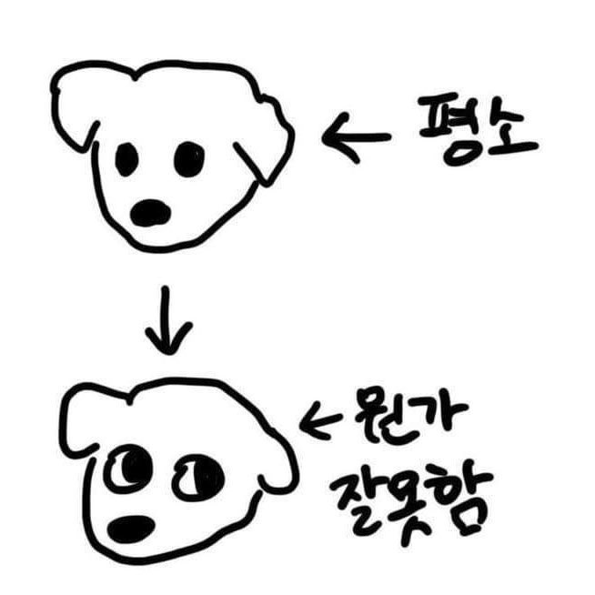 baekssuel_bluu's tweet photo. 뭔가 잘못한 강아지 같음 https://t.co/hPM70VN2LQ