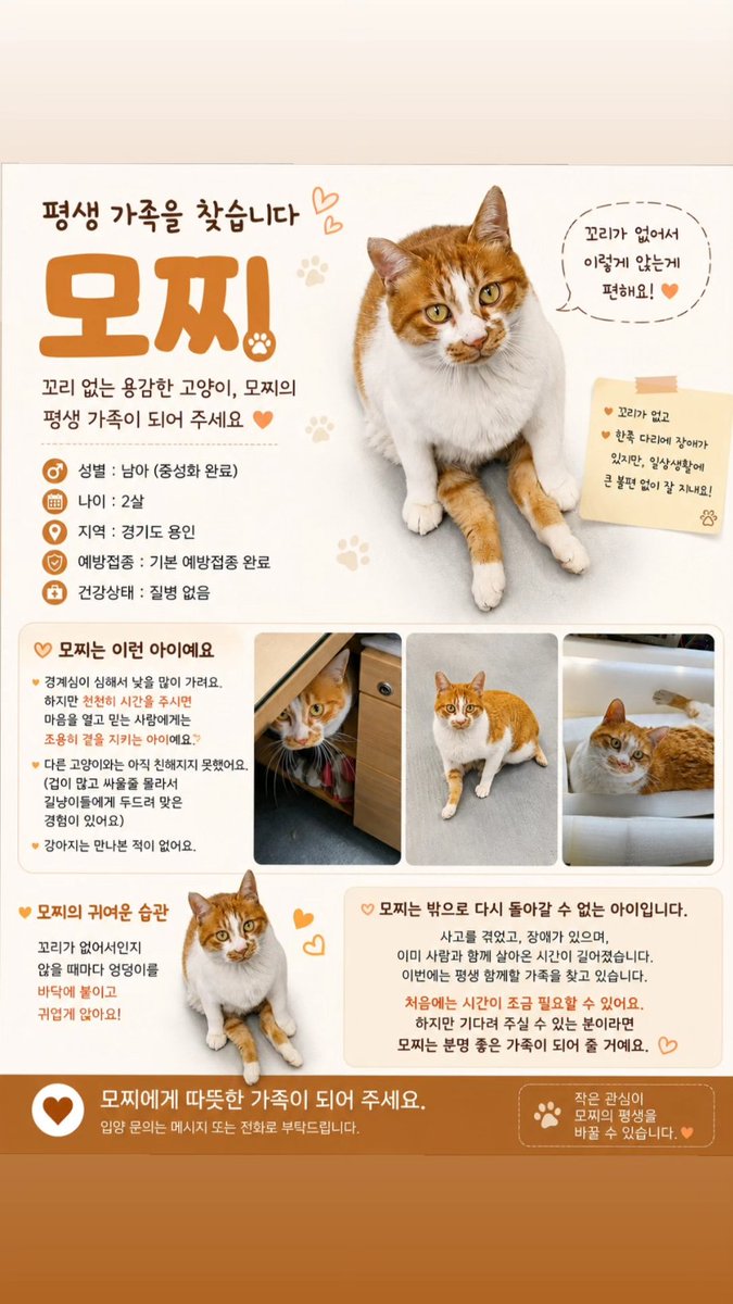 mooonriseee's tweet photo. 안녕하세요. 리트윗 부탁드립니다ㅜㅜ
회사에서 키우던 고양이 모찌의 입양처를 구합니다... 8월 5일까지 구하지 못하면 안락사를 시키라고 사장님이 지시하셨습니다.
제가 입사하기 전부터 모찌는 회사에 있었습니다. 화장실도 관리해주지 않아서 엉망이었고 고양이정수기 또한 씻어주지도 필터를 https://t.co/Ga6XA42vXo