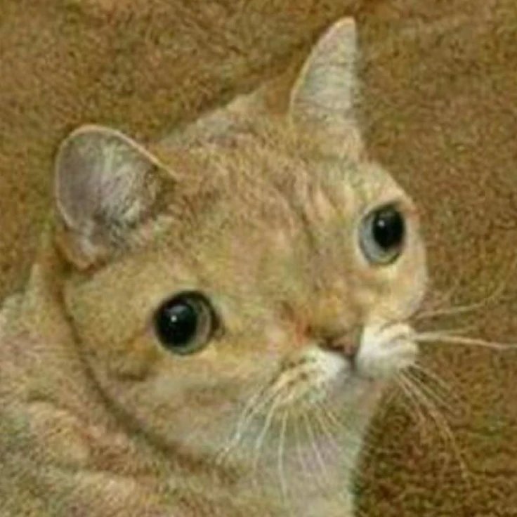 memer14m's tweet photo. @laurareloadedMM ¿Dónde es la fiesta? Estaba esperando la fiesta. https://t.co/7KcVpqoIV9