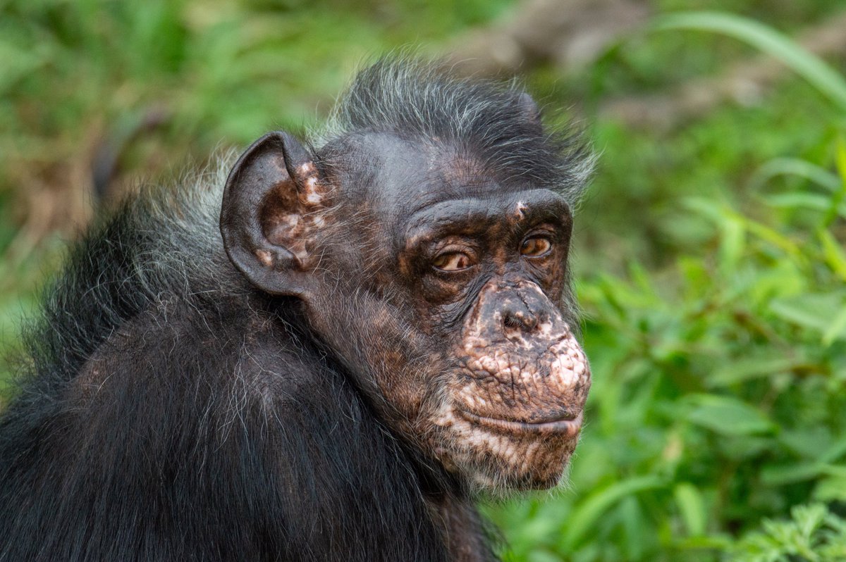 matsuko 様 ape head fred on X: 