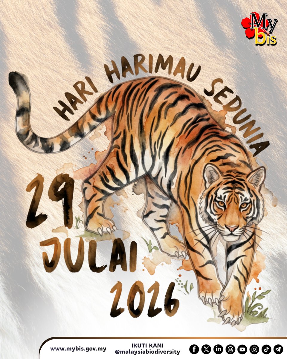 mybisgovmy's tweet photo. SELAMAT HARI HARIMAU SEDUNIA!

Bukan hanya sekadar haiwan yang gah dan ikonik, harimau merupakan pemangsa puncak (apex predator) yang memegang kunci kepada keseimbangan ekosistem rimba. Di Malaysia, kita memiliki tanggungjawab yang besar terhadap spesies unik kita sendiri, iaitu Harimau Malaya (Panthera tigris jacksoni).

Secara ekologi, harimau bertindak sebagai ‘Penjaga Keseimbangan Hutan’ kerana:

1.⁠ ⁠Ia mengawal populasi haiwan herbivor, secara langsung mencegah ragutan berlebihan yang boleh merosakkan spesies tumbuh-tumbuhan dan struktur semula jadi hutan.

2.⁠ ⁠Bertindak sebagai 'spesies payung' (umbrella species). Usaha memulihara harimau bermakna kita perlu melindungi kawasan hutan yang luas, sekaligus menyelamatkan ribuan spesies flora dan fauna lain yang hidup di habitat yang sama.