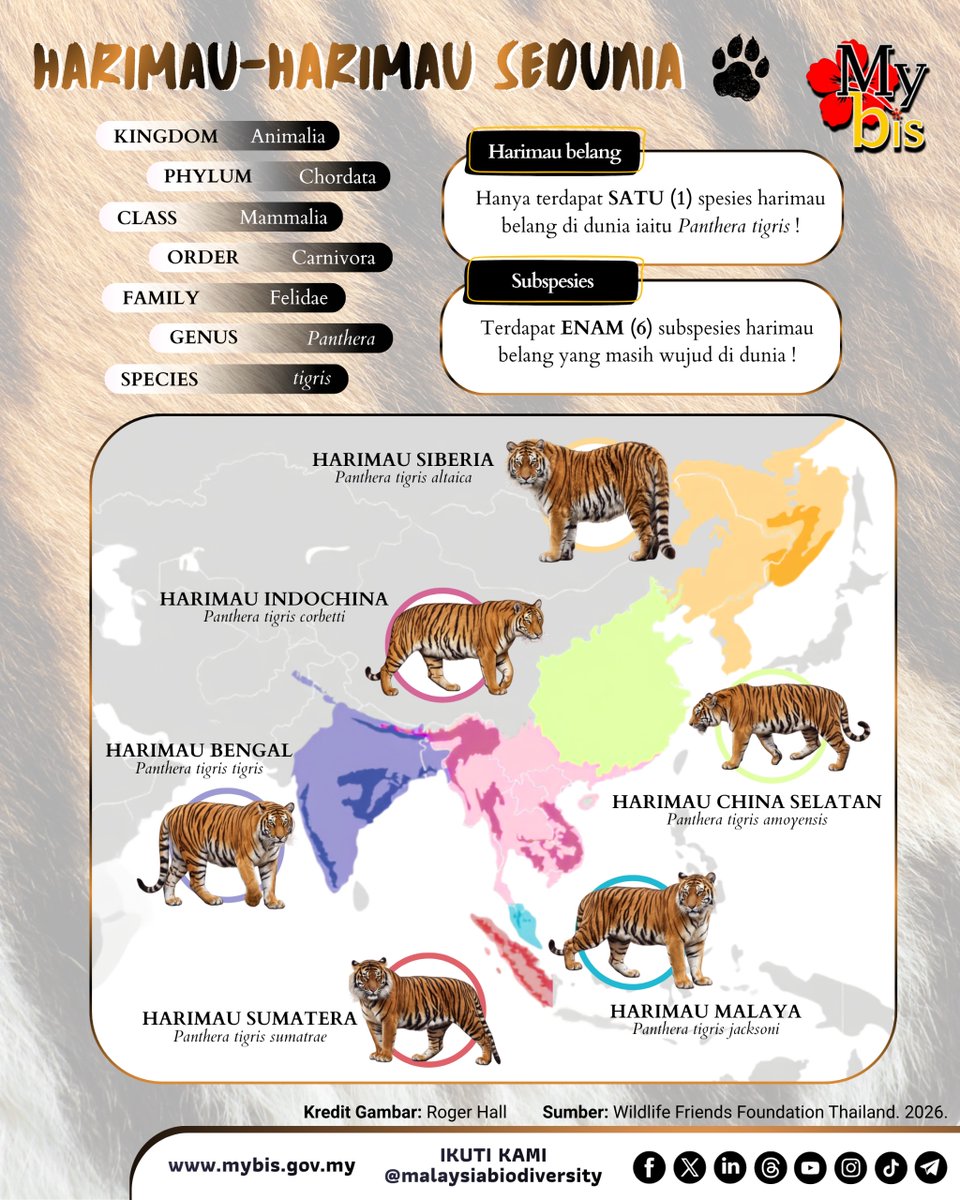 mybisgovmy's tweet photo. SELAMAT HARI HARIMAU SEDUNIA!

Bukan hanya sekadar haiwan yang gah dan ikonik, harimau merupakan pemangsa puncak (apex predator) yang memegang kunci kepada keseimbangan ekosistem rimba. Di Malaysia, kita memiliki tanggungjawab yang besar terhadap spesies unik kita sendiri, iaitu Harimau Malaya (Panthera tigris jacksoni).

Secara ekologi, harimau bertindak sebagai ‘Penjaga Keseimbangan Hutan’ kerana:

1.⁠ ⁠Ia mengawal populasi haiwan herbivor, secara langsung mencegah ragutan berlebihan yang boleh merosakkan spesies tumbuh-tumbuhan dan struktur semula jadi hutan.

2.⁠ ⁠Bertindak sebagai 'spesies payung' (umbrella species). Usaha memulihara harimau bermakna kita perlu melindungi kawasan hutan yang luas, sekaligus menyelamatkan ribuan spesies flora dan fauna lain yang hidup di habitat yang sama.