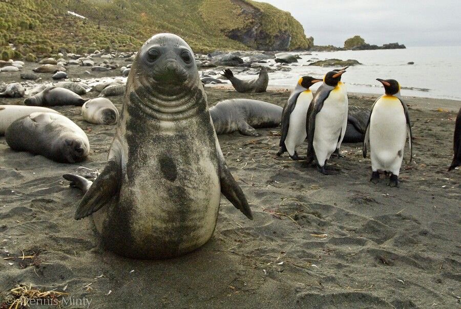 sealfilia's tweet photo. he thinks he’s a penguin https://t.co/zbAE7qVtBU
