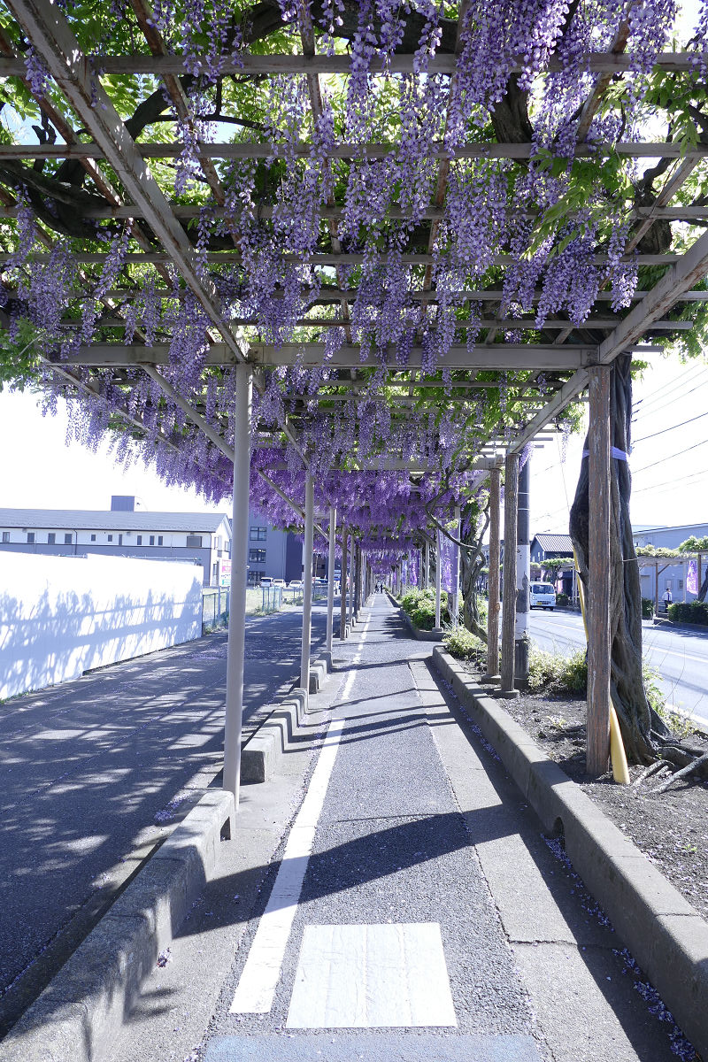 mishinon's tweet photo. 海外の写真共有サイトに投稿した写真。

「April 2026, in front of Kasukabe Station in Saitama Prefecture」

（↓↓へ続く） https://t.co/bi7EvYUJas