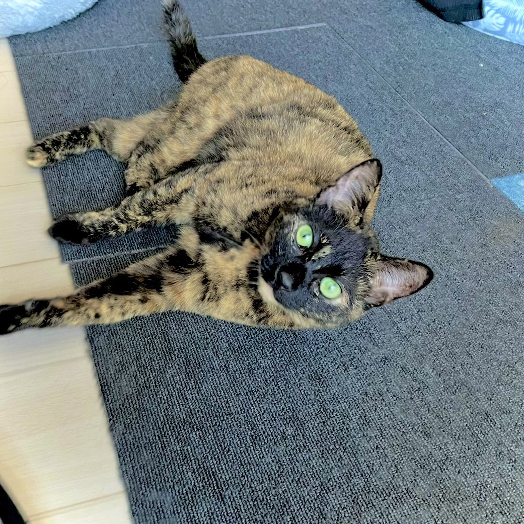 nadeko_cat's tweet photo. じわじわ近づいてくる🥺

#猫好きな人と繋がりたい #猫好きさんと繋がりたい #猫のいる幸せ https://t.co/IInPGBgIIA