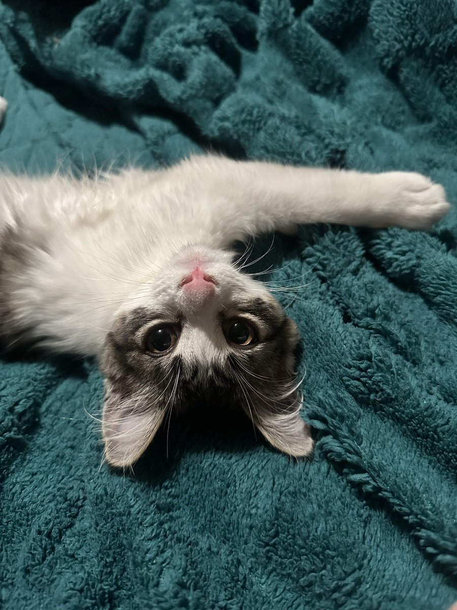 naerxby's tweet photo. late update but, she’s mine now 🥰 https://t.co/RWTPx9Fa0x