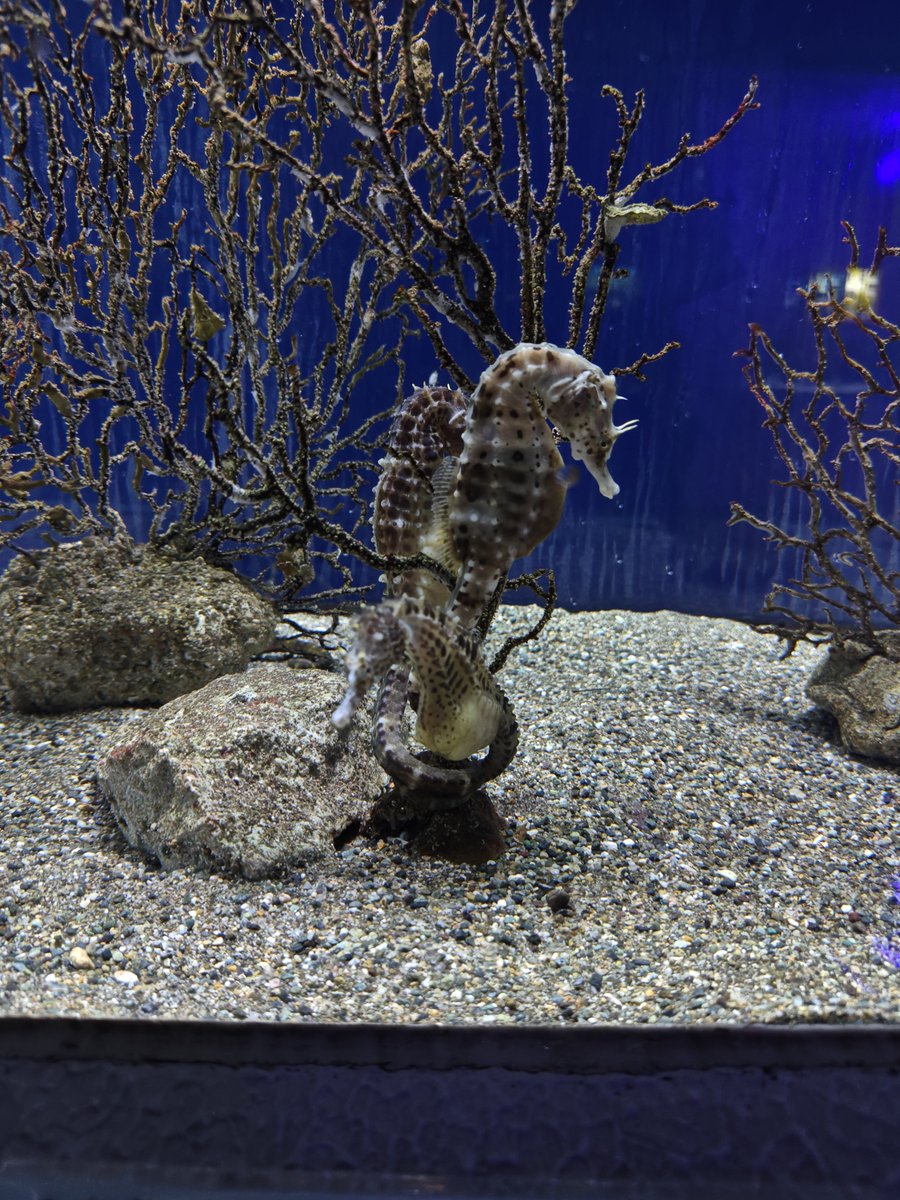 miosan3032's tweet photo. 古い水族館好き #姫路市立水族館 https://t.co/Iqw80gCWnM