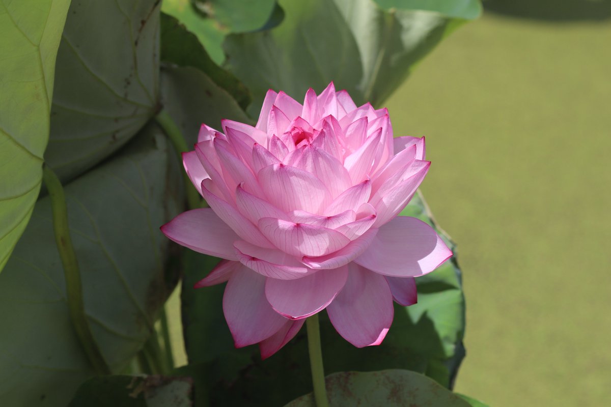 g_kodaihasu's tweet photo. 世界の蓮園にて『千弁蓮』をスタッフの手で開花させました。千弁蓮は自力で花びらを開くことも閉じることもできないため、自然に傷んで変色するまで1週間程度お楽しみいただけます。
※急な突風等で折れてしまうこともあります。
※長くお楽しみいただくため触れないでください。
#古代蓮の里 #千弁蓮 https://t.co/li7ylUJxcj