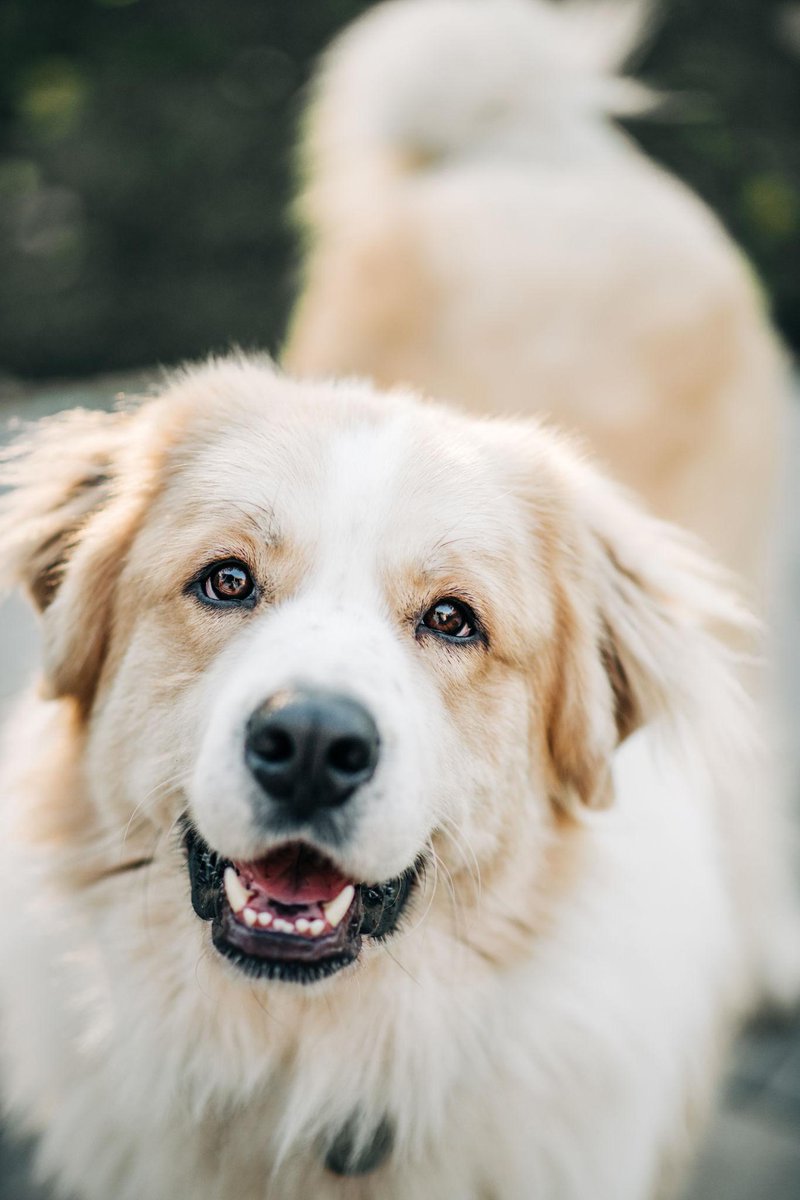BeckyGresch's tweet photo. Every tail wag starts with great care. β€οΈπΎ
Nutrition is one of the best investments you can make in your dog's future.
π Get 80% OFF:
https://t.co/p5ZQSGnbPU
@thefarmersdog
#TFDPartner #HealthyDogs https://t.co/eLYgq6t7Rn