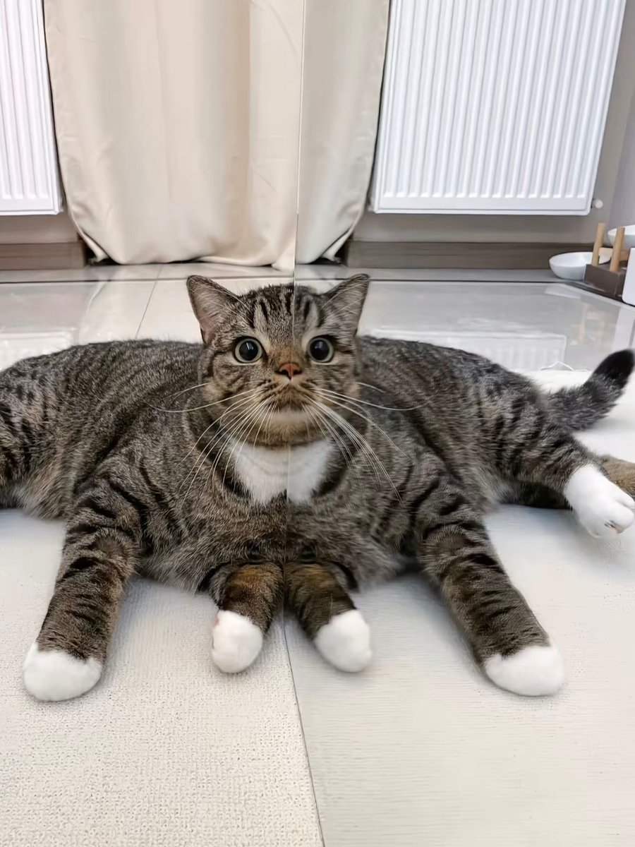 catsworldaura's tweet photo. https://t.co/4HKqKc05Go