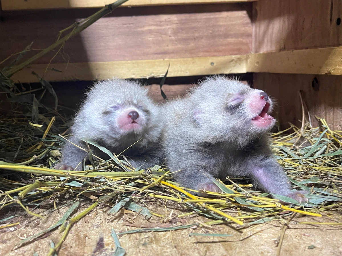 さのぽよ🧸動物大好き！ on X: 