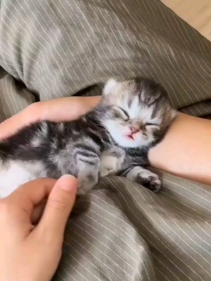 catsloversfeed_'s tweet photo. https://t.co/LlTqEJYmxj