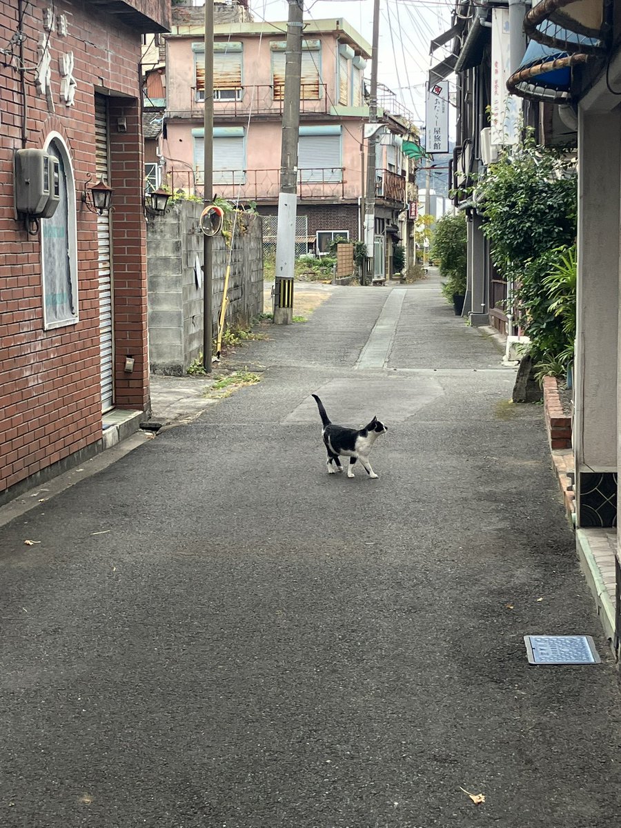 sa26yok's tweet photo. 松濱軒、内田百閒が何度も訪れた場所らしく、内田百閒好きの夫が喜んでいたな。静かで落ち着いたお庭でわたしも好きだった。日奈久の温泉街ものどかで素敵な場所だった。悲しいな、どうして熊本ばかり。 https://t.co/luk8maobfL