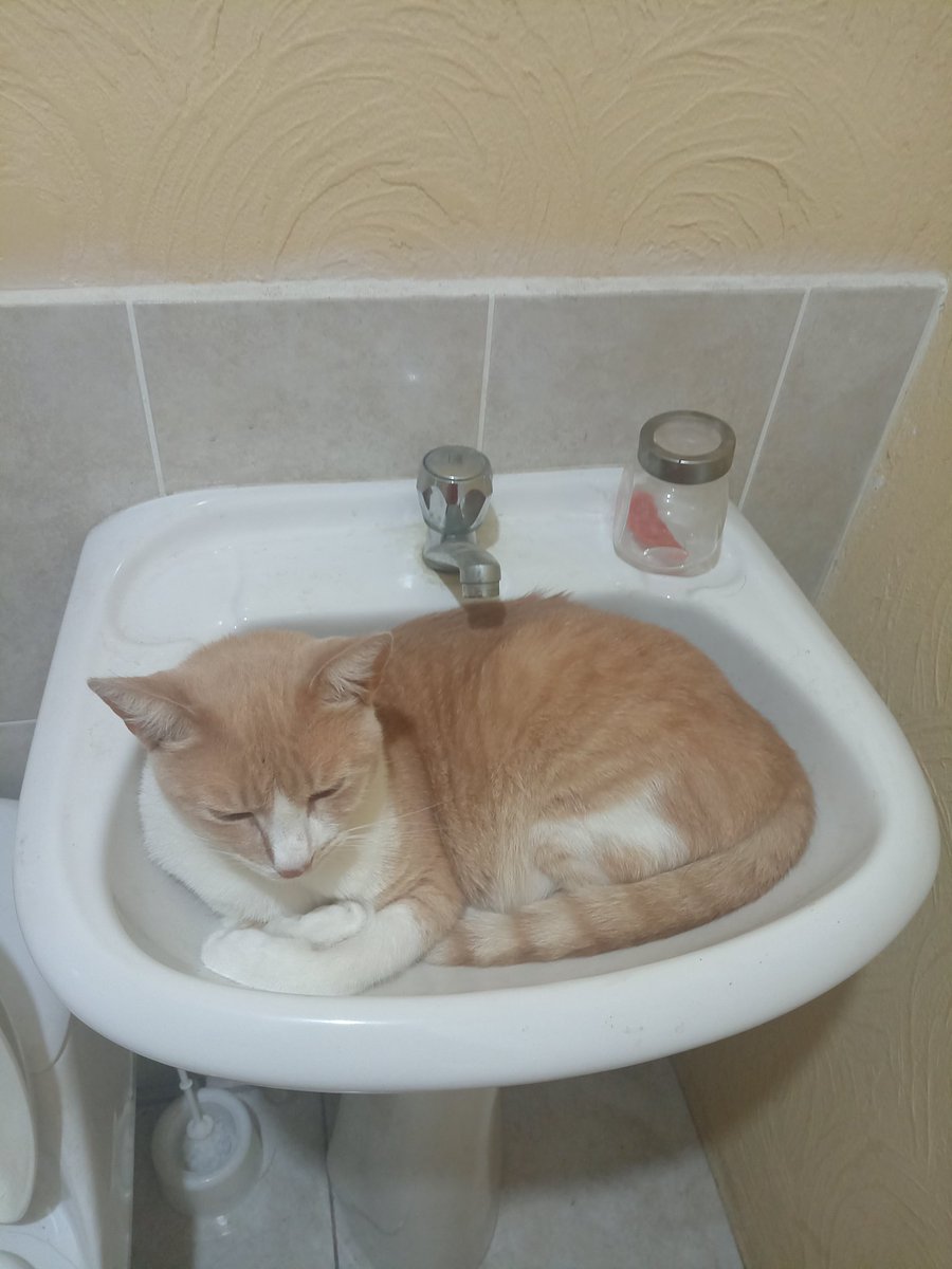 CarolineBHV's tweet photo. @catsareblessing https://t.co/xSLbKLCGMn