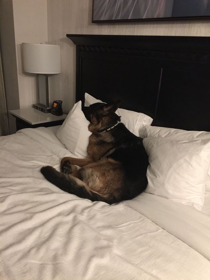 Katepawszyln's tweet photo. My dog is fully active waiting for the magic moment come join us before is too late 👇
https://t.co/COafJw4MdC https://t.co/afcKP3xk01