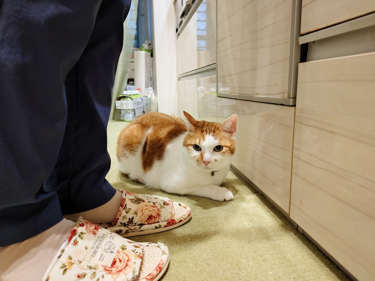 chatathecat2020's tweet photo. 昨日は雷が怖くて実家母の足元にうずくまってたチャタ
#茶白猫 #猫のいる暮らし #猫のいる生活 https://t.co/OIGYe6isYg
