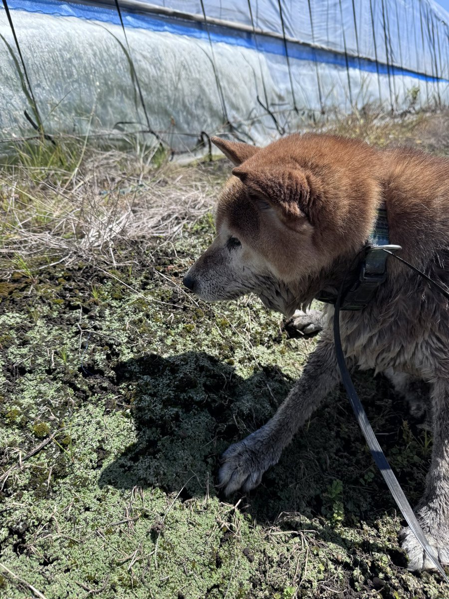 Char250t's tweet photo. 栃木県　真岡市
迷い犬
柴犬で結構高齢　特徴的でカラフルな首をしています。
探している方居ませんか？
用水路に落ちていた所を引き上げました。 https://t.co/BXKg4QMFQN