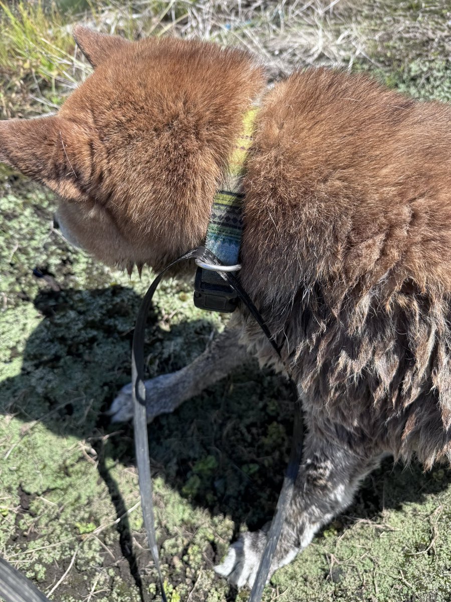 Char250t's tweet photo. 栃木県　真岡市
迷い犬
柴犬で結構高齢　特徴的でカラフルな首をしています。
探している方居ませんか？
用水路に落ちていた所を引き上げました。 https://t.co/BXKg4QMFQN