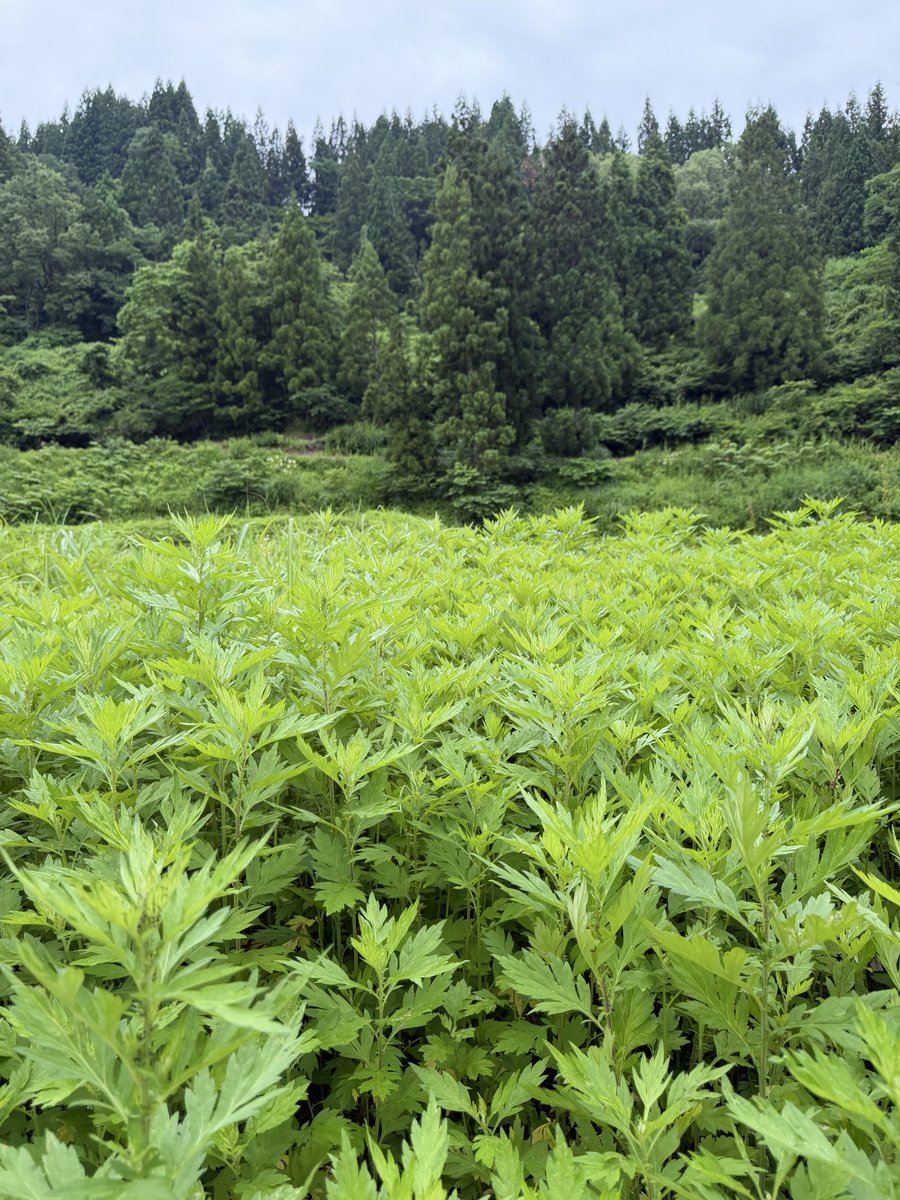Rirahi's tweet photo. 力強く育っているヨモギです🌿
お灸に使う「もぐさ」の原料です。
ご縁があり、上越市名立区で地域の方にヨモギの生えている場所をご案内いただきました。
私有地のため、許可をいただき、少しだけ採取させていただきました。

自然の恵みに感謝です https://t.co/2uXQWyXVtO