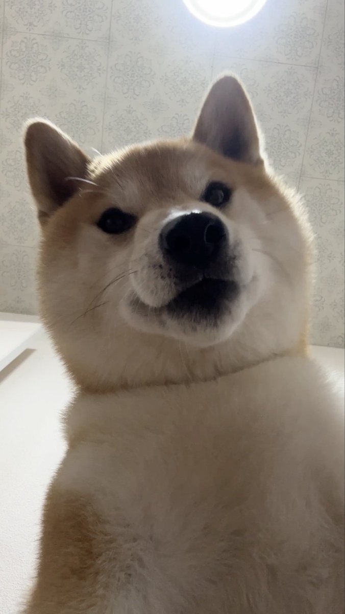 soramame_inu tweet picture