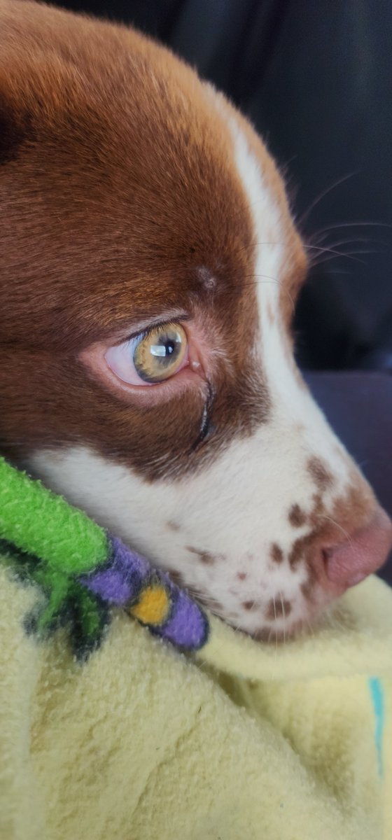Bea_92_G's tweet photo. Voy en Uber Pet, y me dijo la conductora que envolviera a mi perra por los pelos. 

Supuestamente estos carros deberían estar preparados para llevar a las mascotas sin problema (por los pelos), son más costositos que la tarifa normal 😕 pero bueno, aquí vamos https://t.co/oTu0TWh0OH