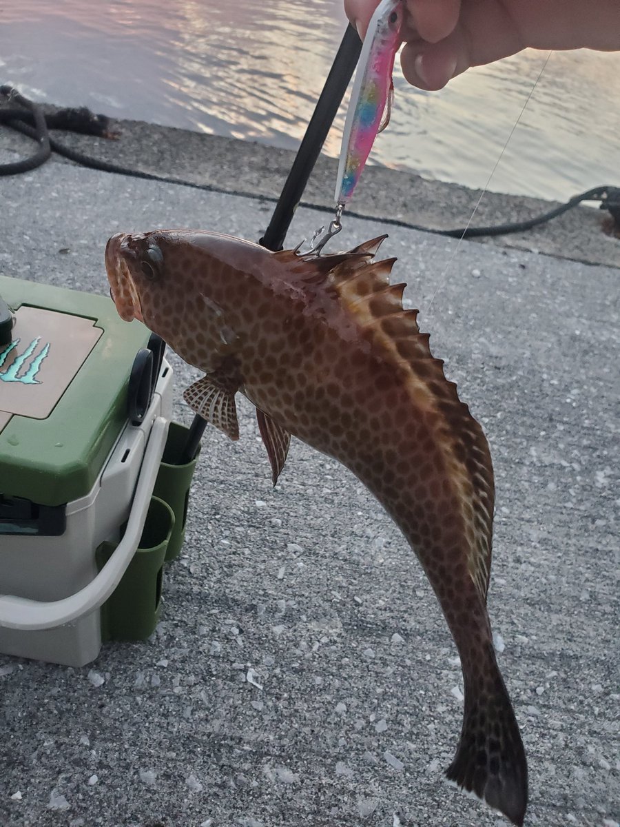 rapala125's tweet photo. 🐢が出てきてからアタリがぱったり無いなった😂 https://t.co/XsLaiahXBr
