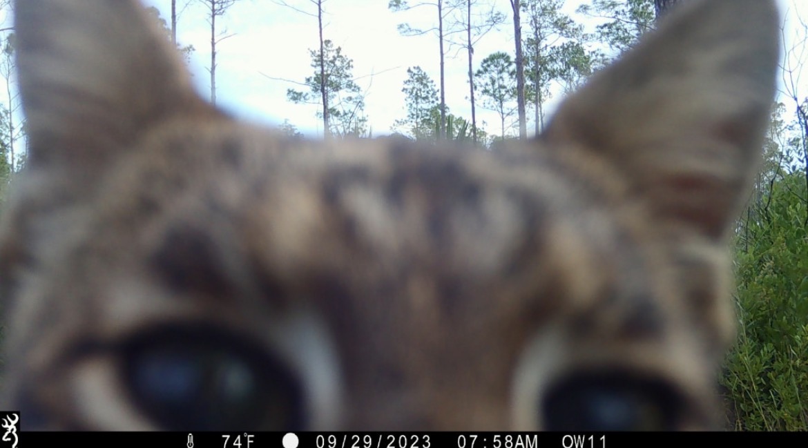 Trail_Cams's tweet photo. https://t.co/mNX0J5qxWU