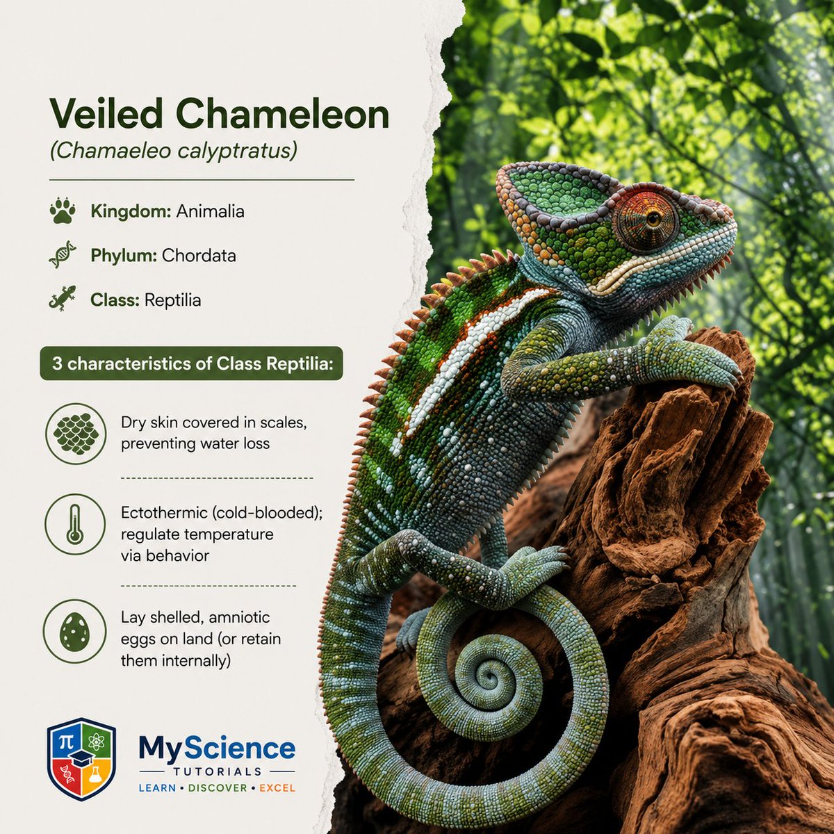 MyScienceTutor's tweet photo. Veiled Chameleon (Chamaeleo calyptratus)   

Kingdom: Animalia  
Phylum: Chordata  
Class: Reptilia   

#wildlife #biology #taxonomy #classification #animalkingdom https://t.co/6PcShQrW2e