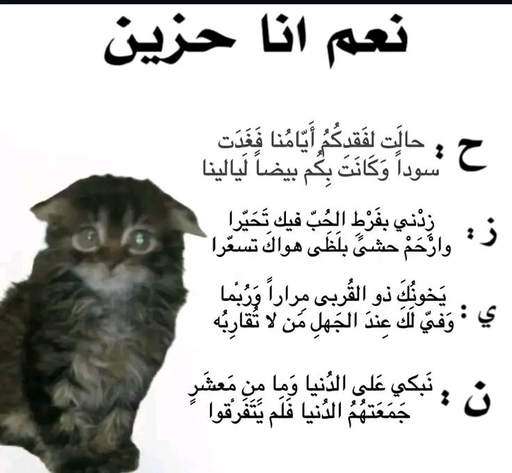 رَفيق. tweet media