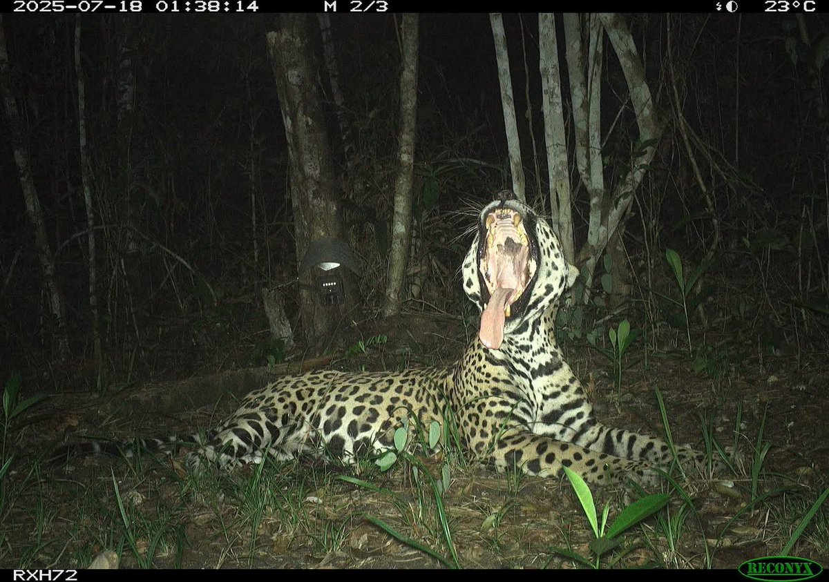 Trail_Cams's tweet photo. https://t.co/vVesL1MwjV