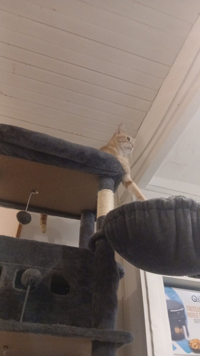 REALCATOFF's tweet photo. $REALCAT on the top of the coins soon 
27XNXirah9P4QKVvkEWSAb1Exu55ciq8r7LDUNdEpump https://t.co/gWxnPl80x5