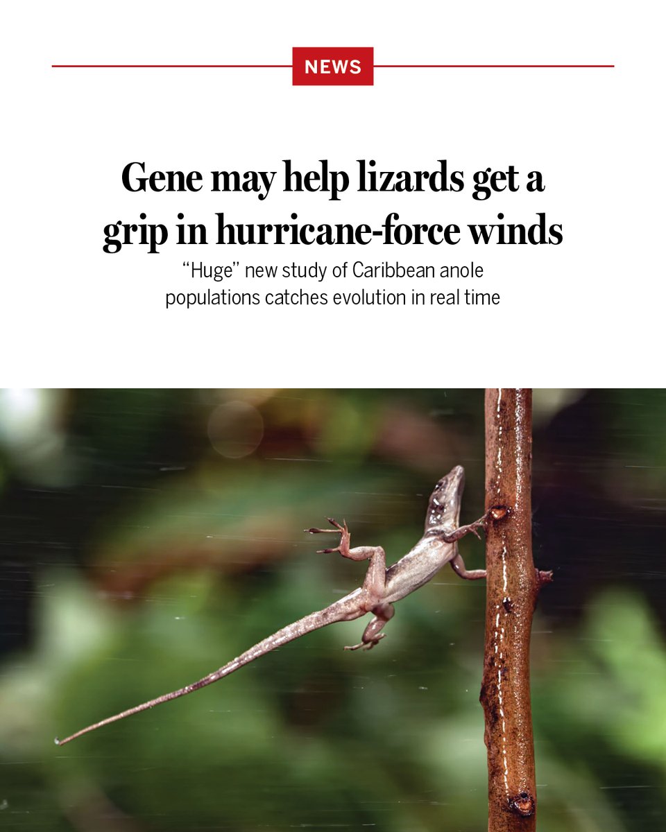 NewsfromScience's tweet photo. Within 2 weeks in September 2017, a pair of hurricanes blasted the Turks and Caicos Islands in the Caribbean. The storms spelled disaster for the island’s human and nonhuman residents alike, including small lizards known as silver key anoles. 

But some of the islands’ anoles endured the storms better than others—and now scientists have uncovered a possible reason why in their genes.

Learn more: https://t.co/2vOnxzRQzL