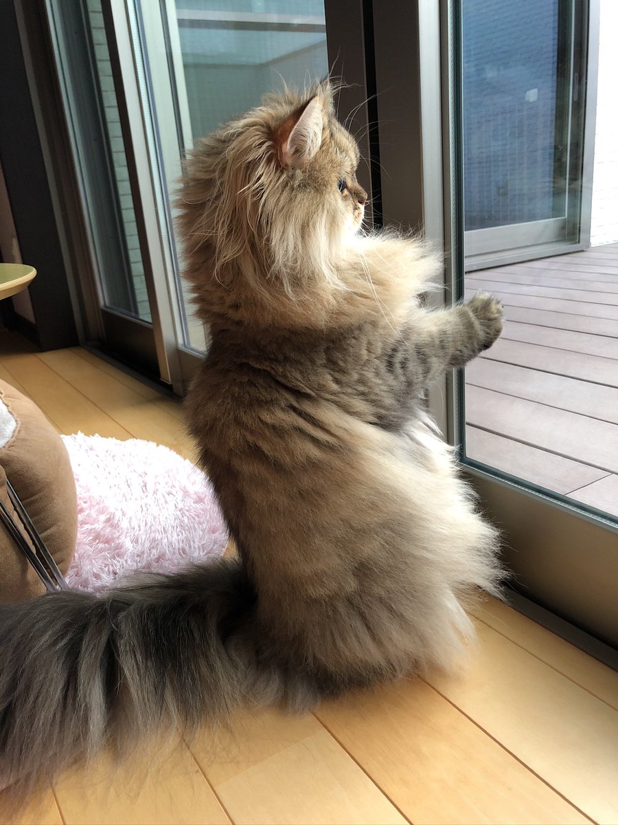 UphQepCv8J's tweet photo. お外 見てるパピ🐱 https://t.co/75lp8yOw8A