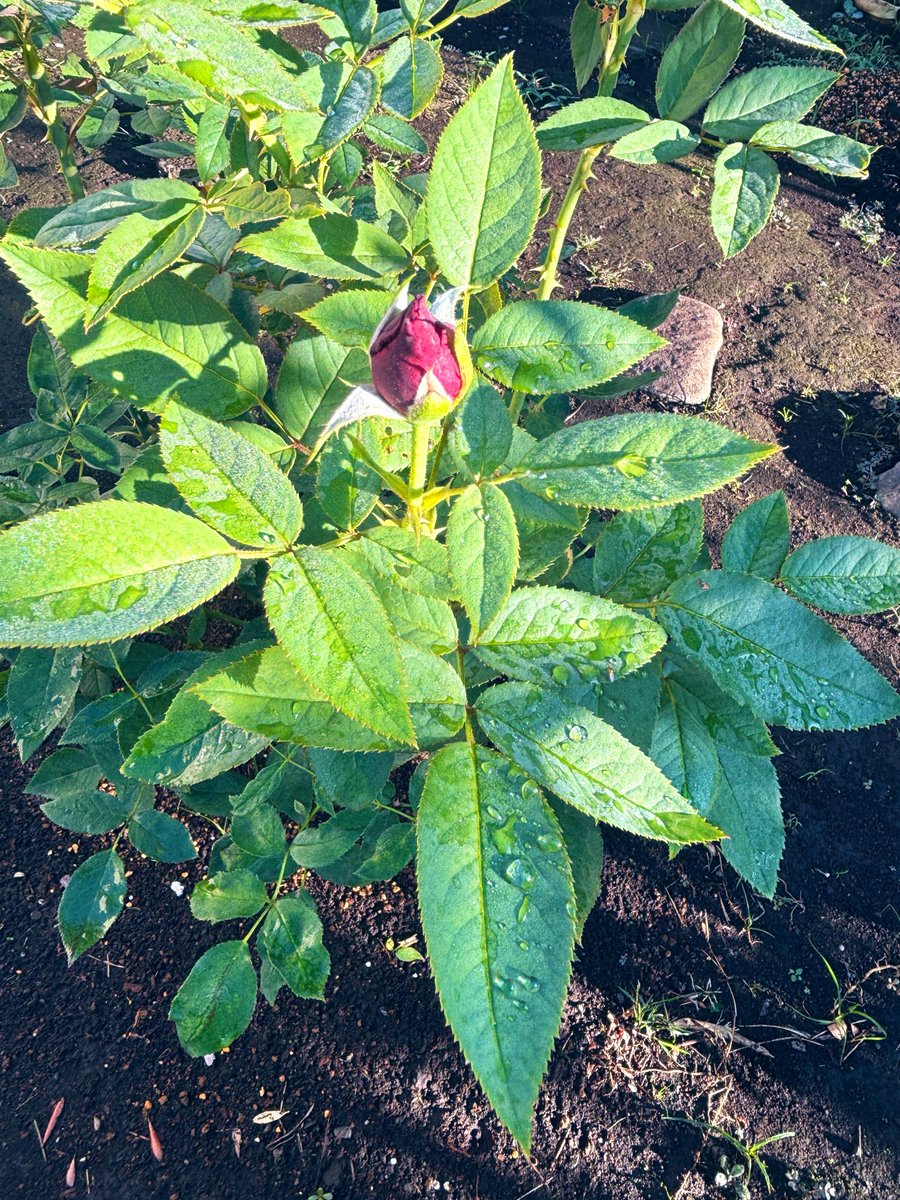 cococlover's tweet photo. おはようございます #薔薇紅

Yoshikiさんが選び
『紅』の名がついた薔薇✨
我が家の庭117日目🌹

熊本、九州の地震
ニュースで観ています
とても心配です

被害が拡大しませんように
皆さまの安全・安心を
心より願っています

#Yoshiki
#薔薇 #紅
#バラの家
#ロサオリエンティス https://t.co/mb7WXBhz5G