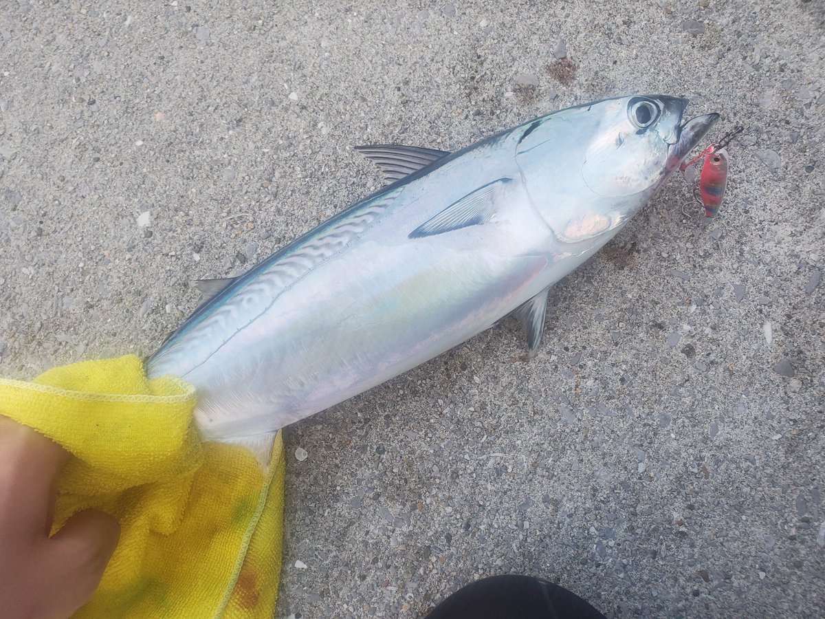 rapala125's tweet photo. 🐢が出てきてからアタリがぱったり無いなった😂 https://t.co/XsLaiahXBr