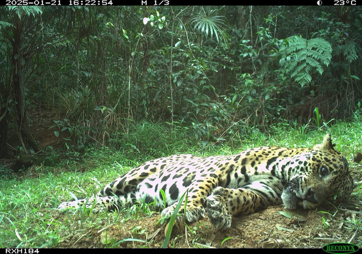 Trail_Cams's tweet photo. https://t.co/oaRil17fHA