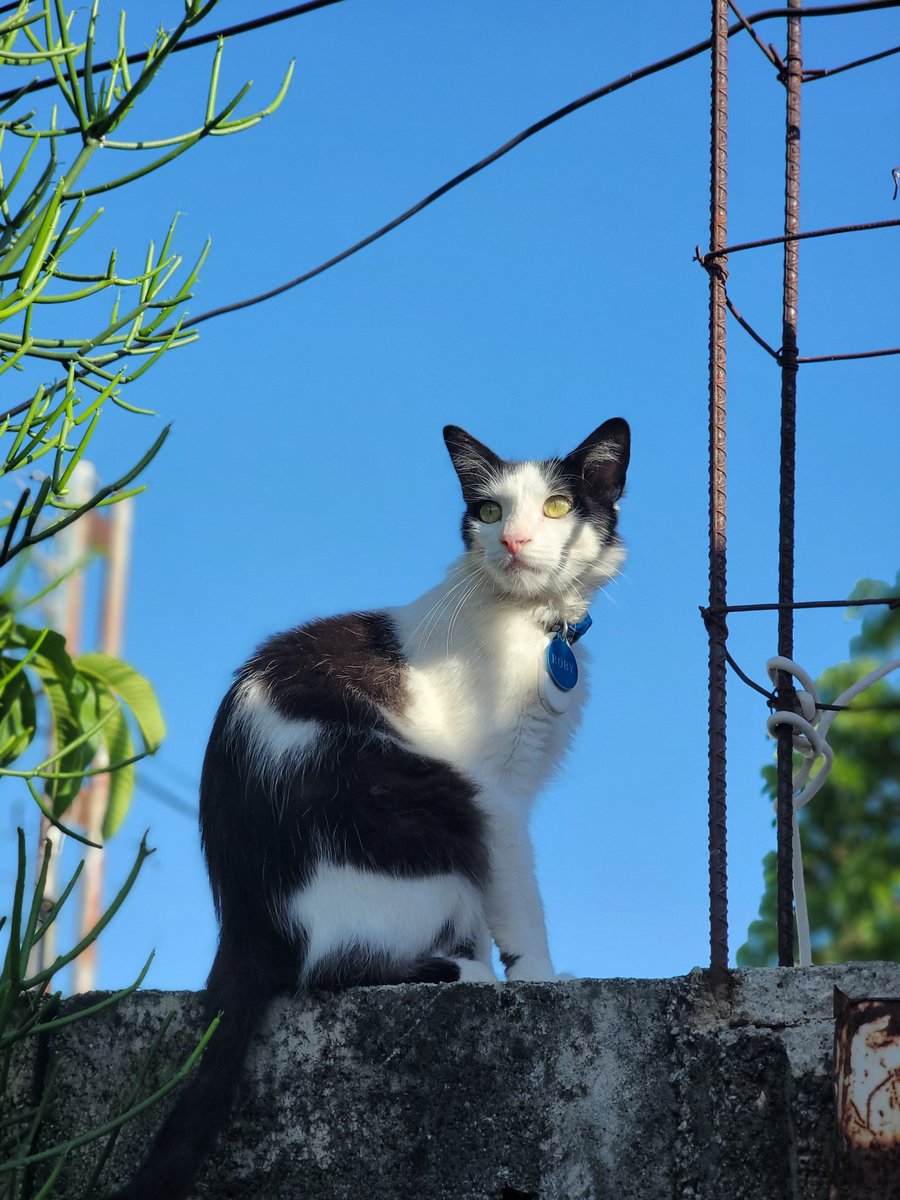 Ray1494's tweet photo. Roby 🐈 https://t.co/JXfXNvrujj