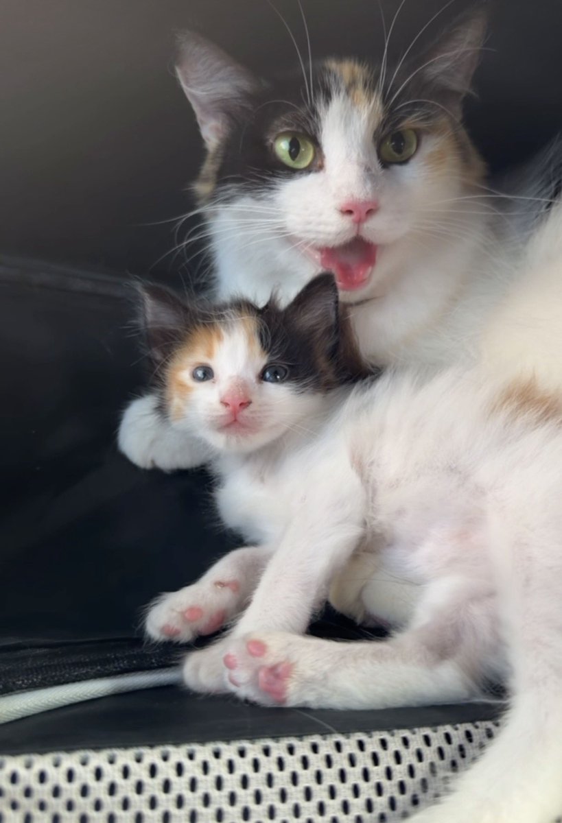 inconssiente's tweet photo. Dios mío por qué tu mejor guerrera si ya iba cargada con 10 gatos, un rabipelado y ya tenía cupo en el refugio 🙂 nadie por ahí que suba a los gaticos? https://t.co/tfrQrSeiQg