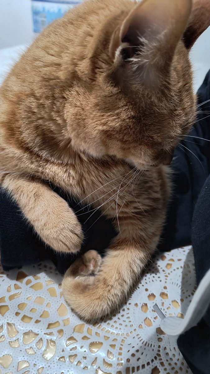 eelyojeda's tweet photo. A tu novio lo tenés que dar en adopción! Yo era así también pero esta caradura me vigiló toda la noche y me ronroneó, ahora somos amigas. Re de buto amigo, andá a terapia mira lo bebita que esss qué te puede hacer esa bolita de pelos 🥰🥰 https://t.co/KyzvD1yuIG