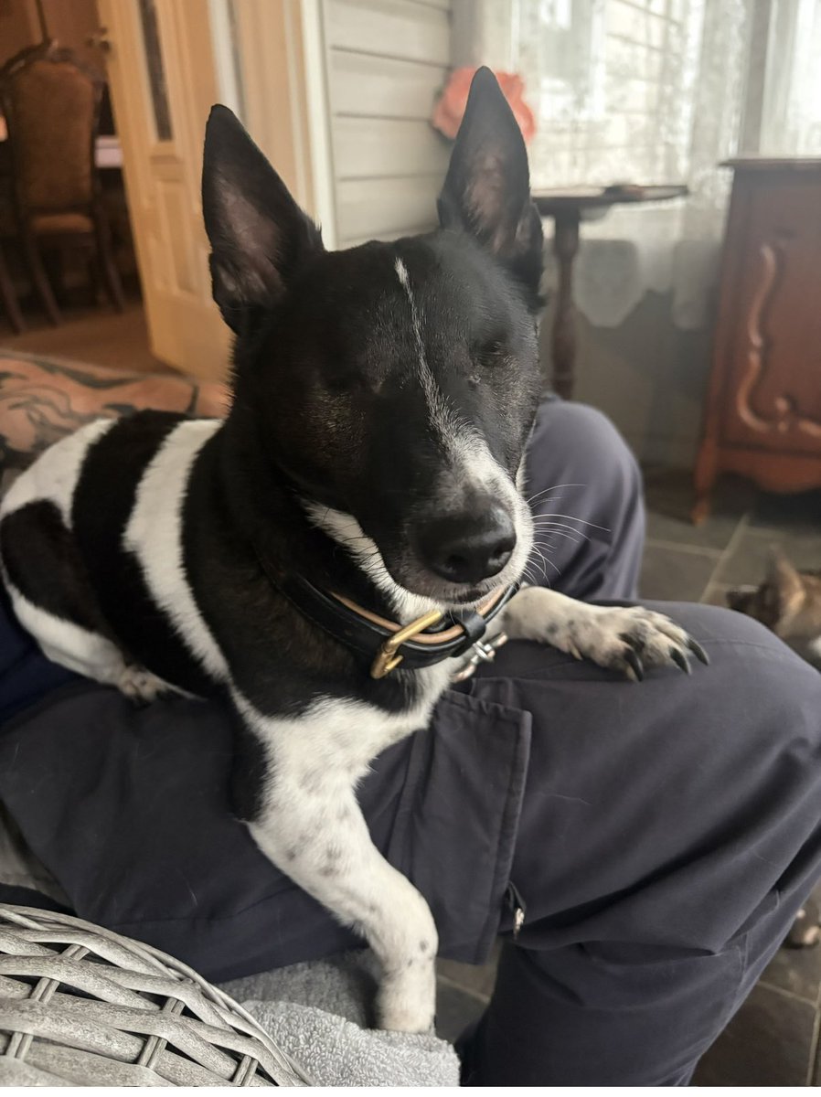 LizHawk41965539's tweet photo. Today is #NationalPetParentDay 🐾💕💙 My Princess 👑 Laia, Sweet Pea, Bandit &amp; Flash.. #JackRussell #Ruff #MyTherapy #Blind #Glaucoma https://t.co/l1KtB58yFY