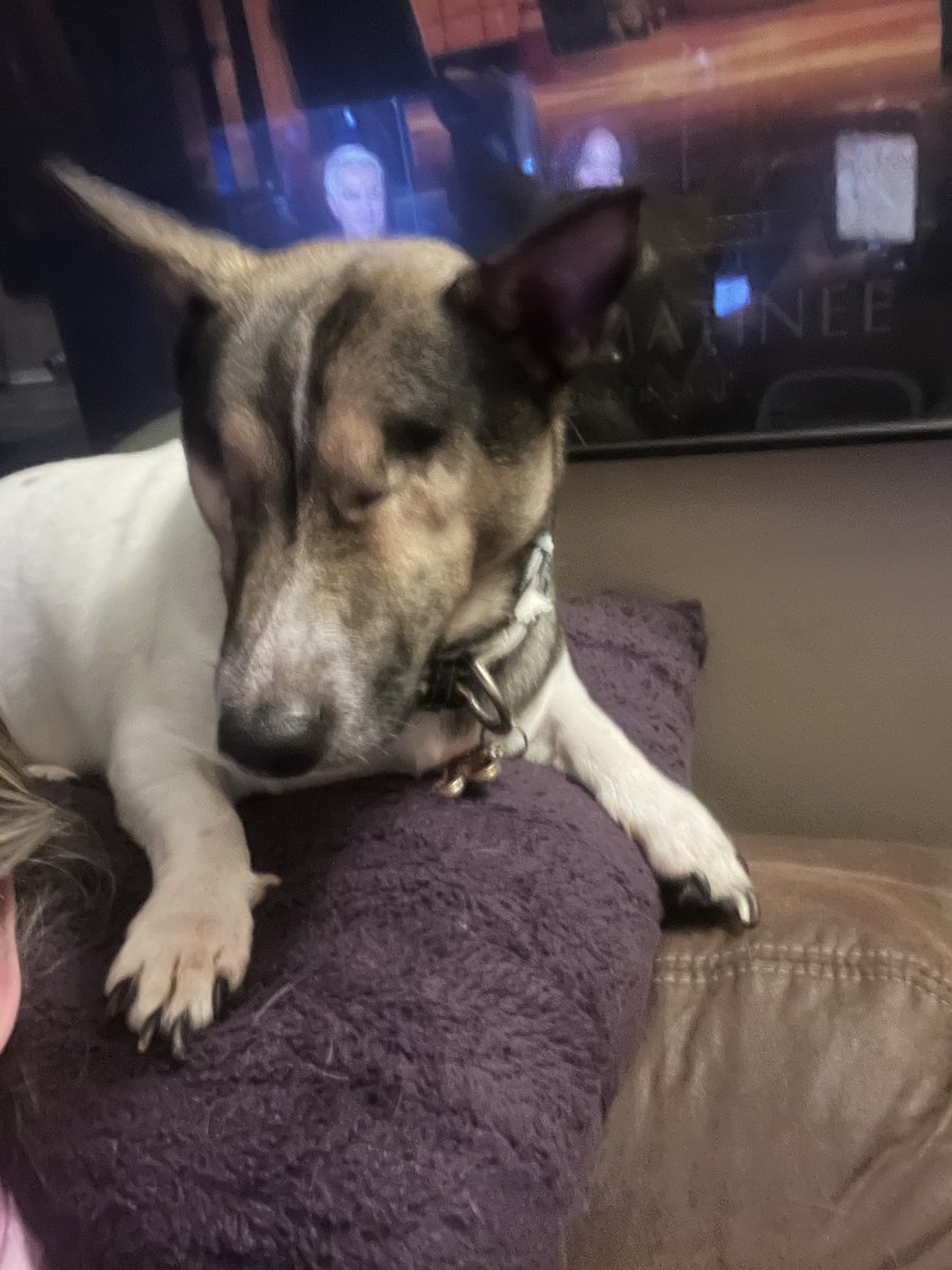 LizHawk41965539's tweet photo. Today is #NationalPetParentDay 🐾💕💙 My Princess 👑 Laia, Sweet Pea, Bandit &amp; Flash.. #JackRussell #Ruff #MyTherapy #Blind #Glaucoma https://t.co/l1KtB58yFY