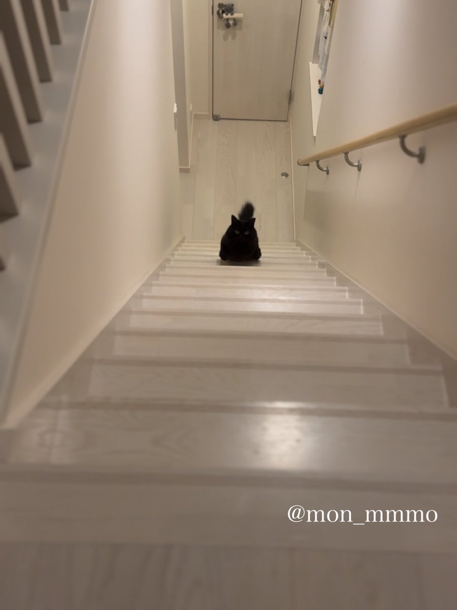 NekonaviJP tweet picture
