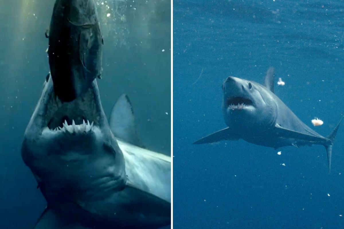 nypost's tweet photo. Monster 13-ft beast found off California coast in Shark Week's hunt for the world's biggest https://t.co/6RmxqHSskS https://t.co/QKAwAbTqml