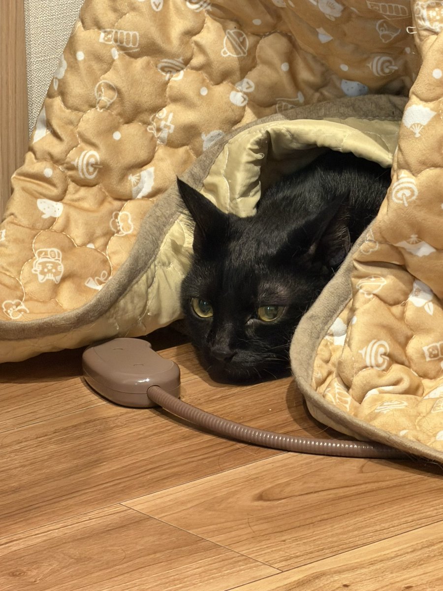 JVb47's tweet photo. 雷が怖かったらしくて昨日からねこみんな様子おかしい
地震のニュースもあって私自身もそわそわしてあんまり寝れなかったからねこもなんかやっぱり感じるよねえ https://t.co/pvZImoMPet